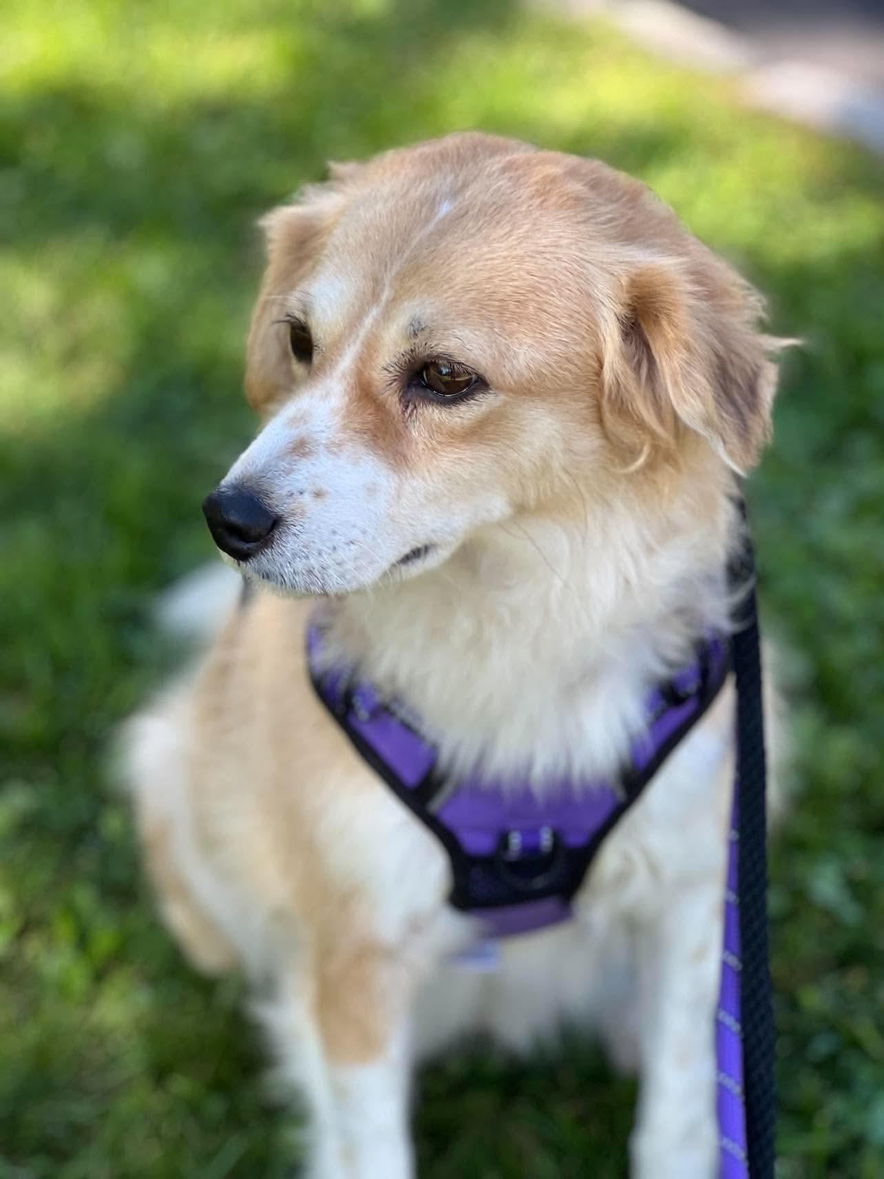 Enlarge Goldie, a Adopted mixed breed in Saratoga Springs, NY image 3/6