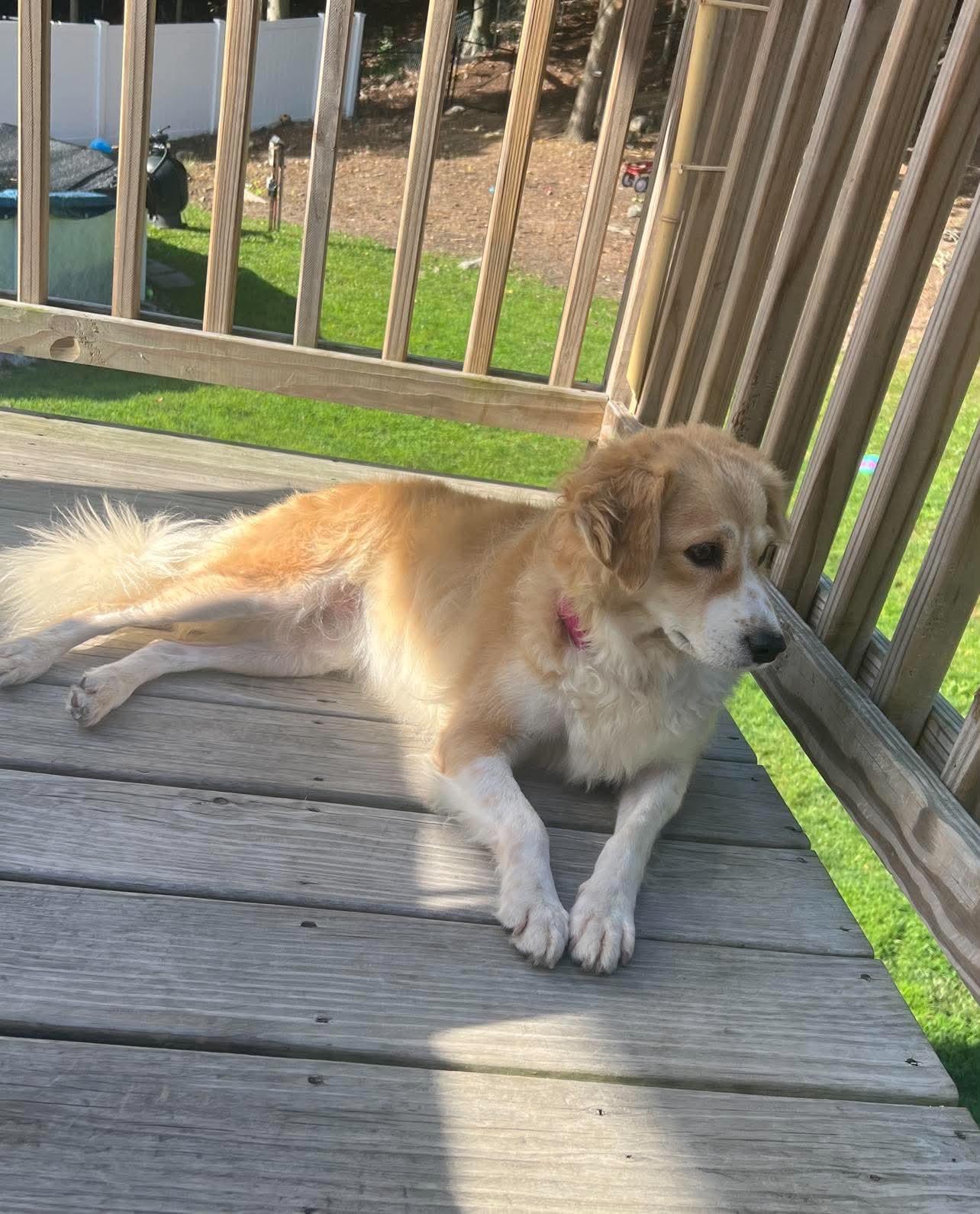 Enlarge Goldie, a Adopted mixed breed in Saratoga Springs, NY image 4/6
