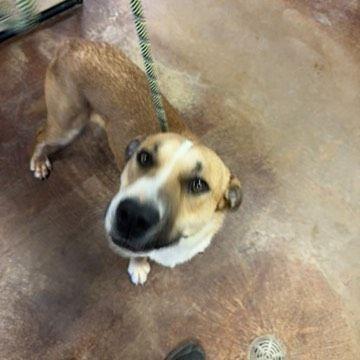 Bama, Adoptable, Adult Male Pit Bull Terrier & Mixed Breed.