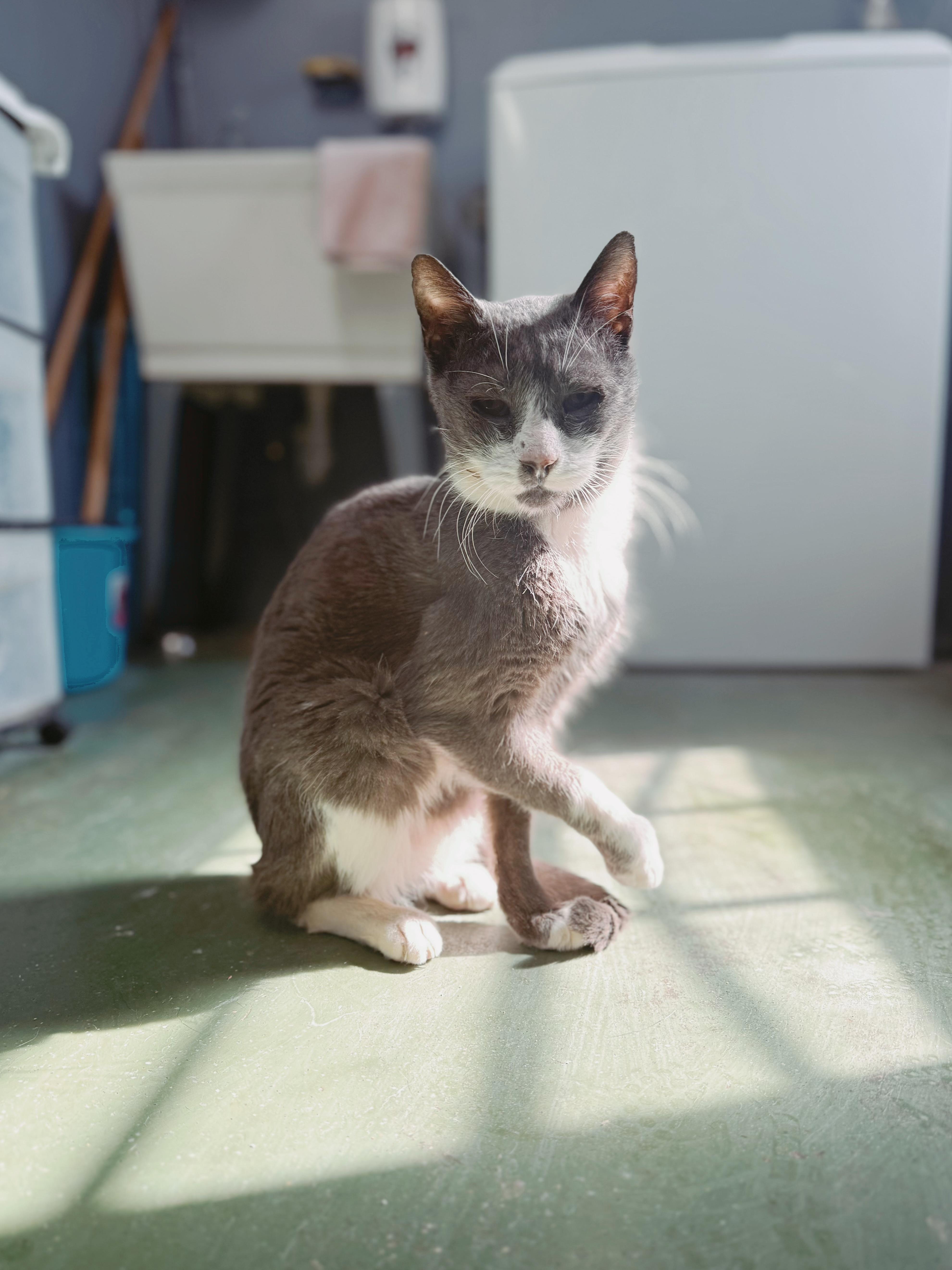 Enlarge Walter, a Adoptable Domestic Short Hair in Varnville, SC image 1/3
