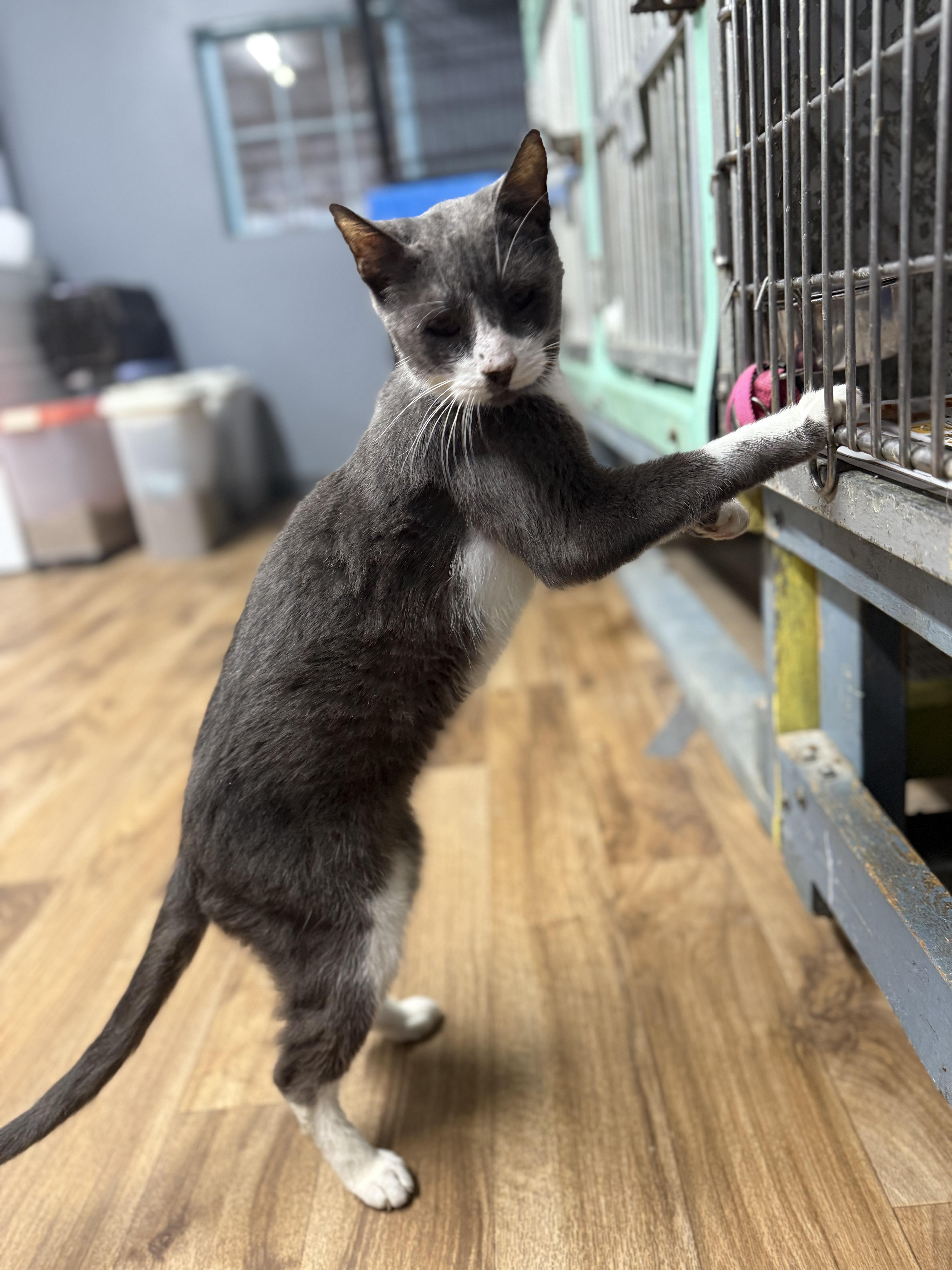 Enlarge Walter, a Adoptable Domestic Short Hair in Varnville, SC image 3/3