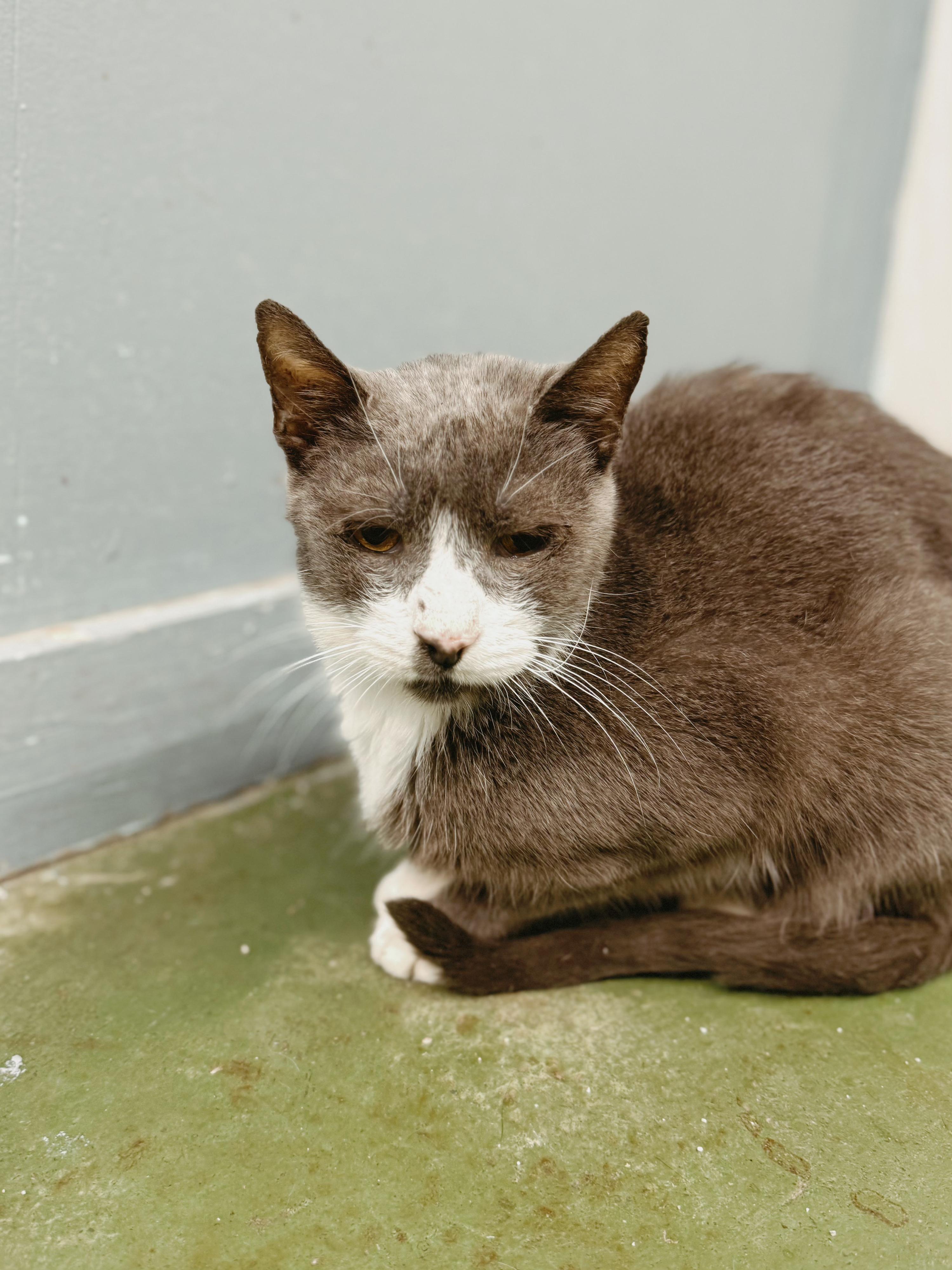 Enlarge Walter, a Adoptable Domestic Short Hair in Varnville, SC image 2/3