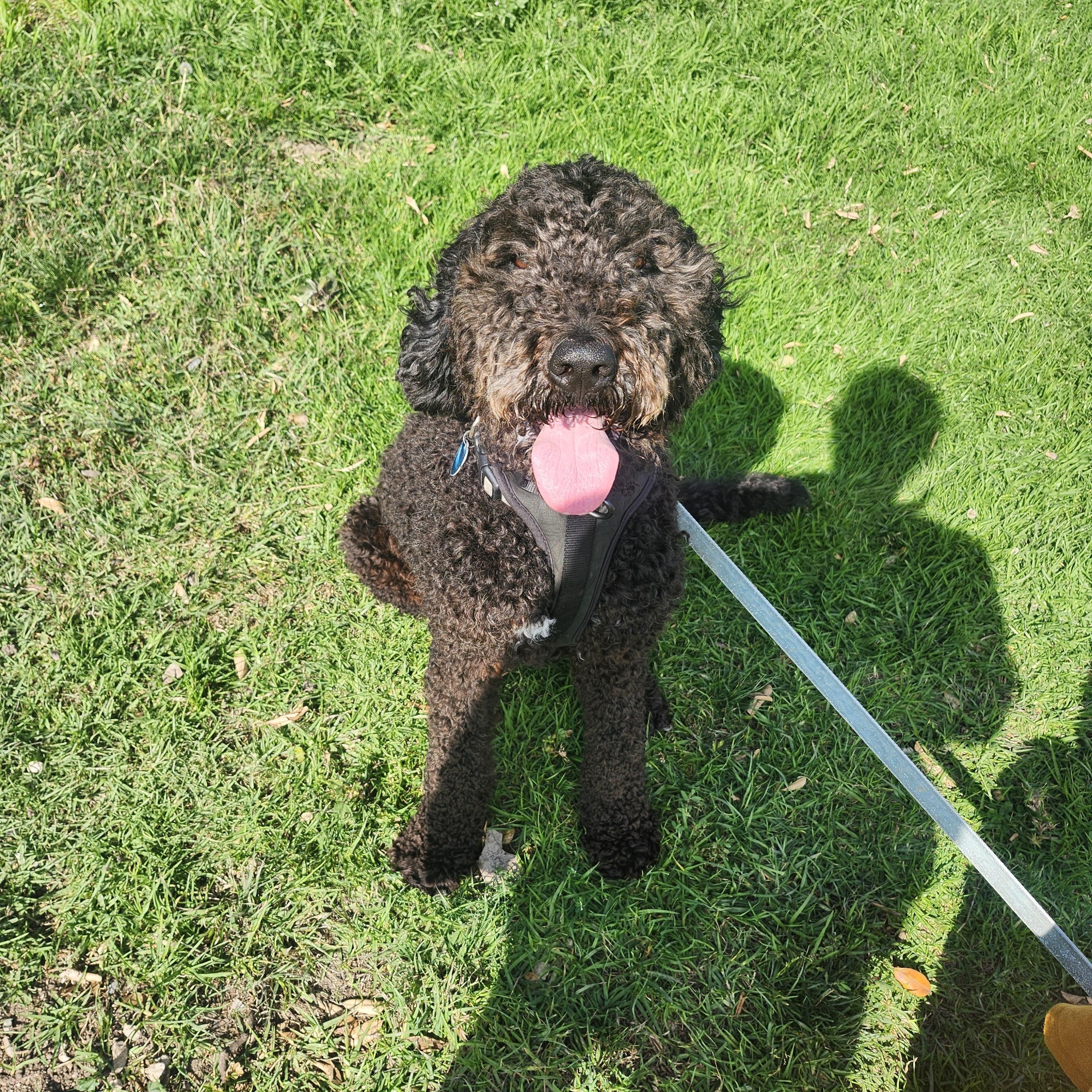 Tiko, an adoptable Goldendoodle in Torrance, CA, 90505 | Photo Image 1