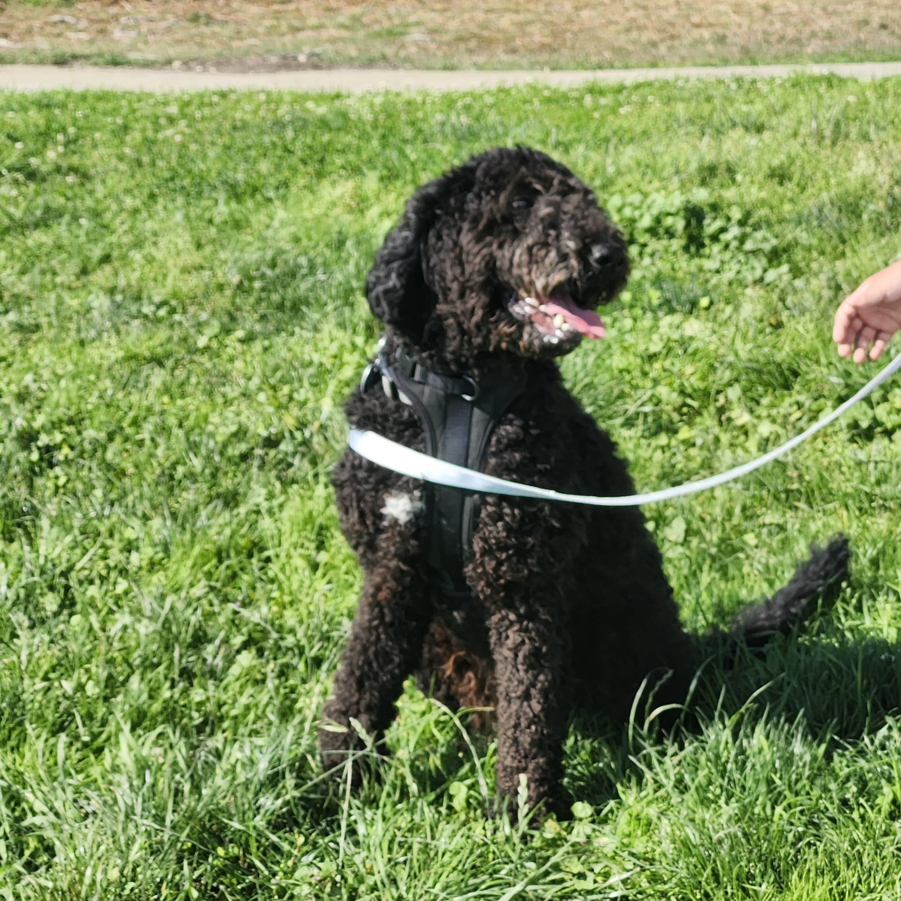 Tiko, an adoptable Goldendoodle in Torrance, CA, 90505 | Photo Image 2