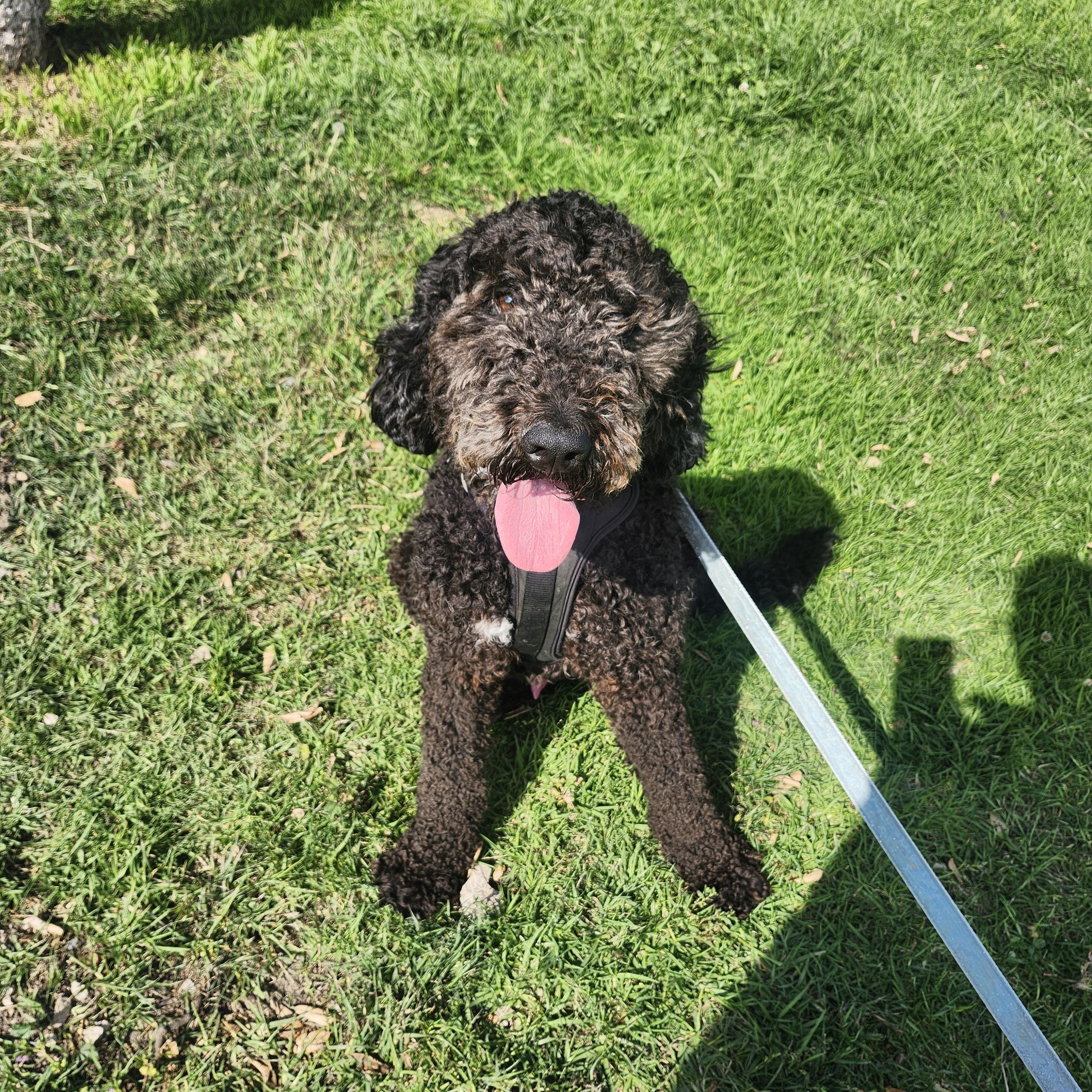 Tiko, an adoptable Goldendoodle in Torrance, CA, 90505 | Photo Image 4