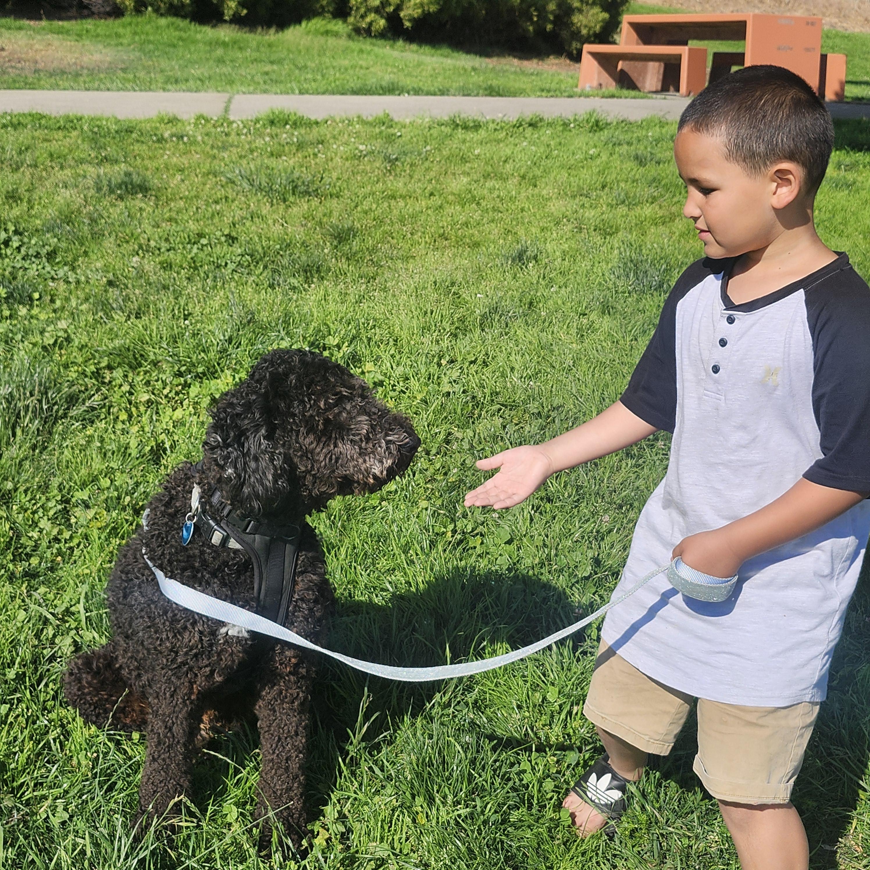 Tiko, an adoptable Goldendoodle in Torrance, CA, 90505 | Photo Image 3