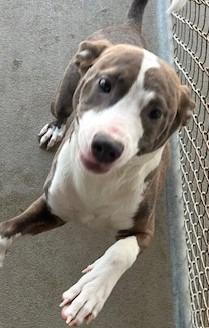 Titan, ADOPTABLE, Young Female Pit Bull Terrier & German Shepherd Dog.