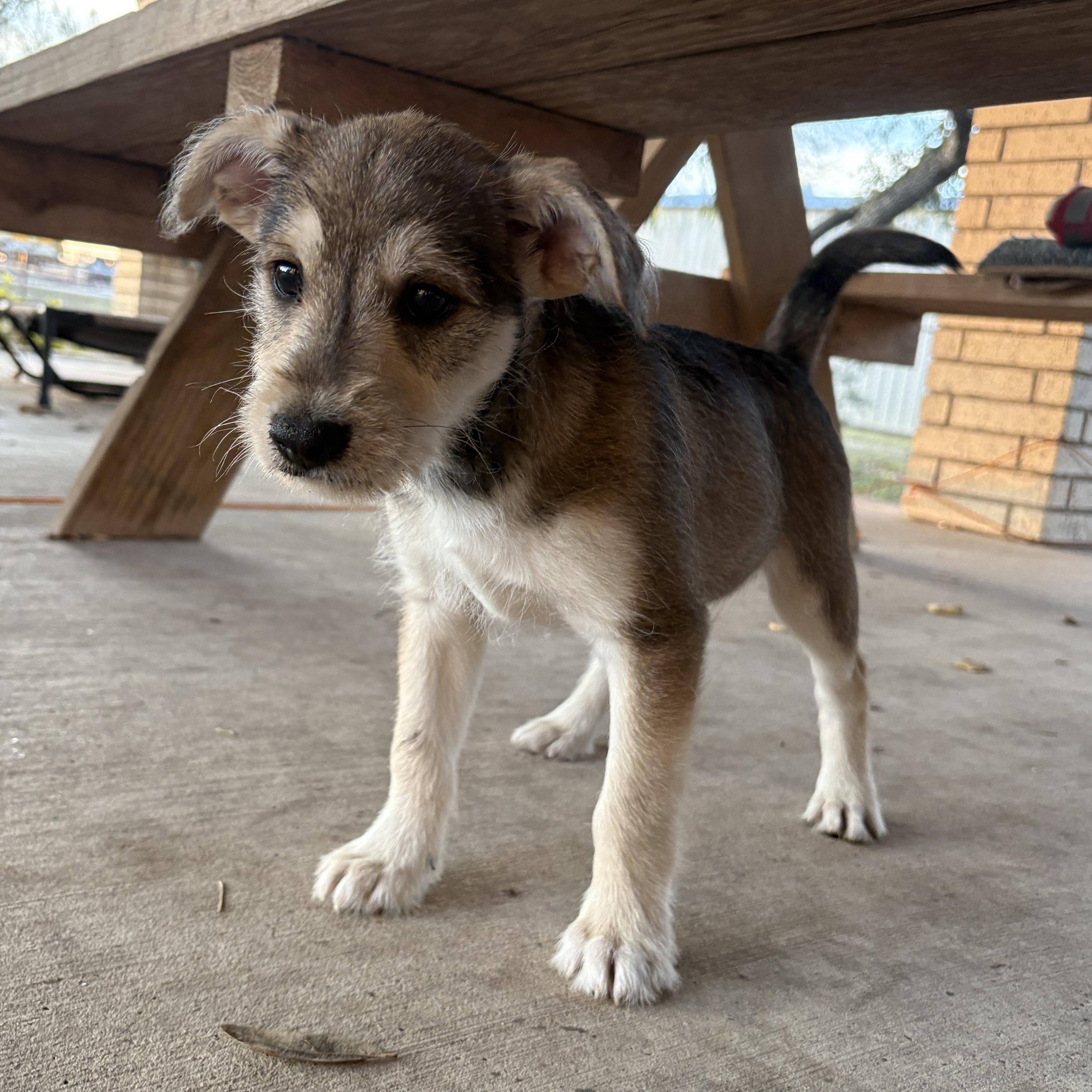 Oatie, adopted, Puppy Male Terrier.