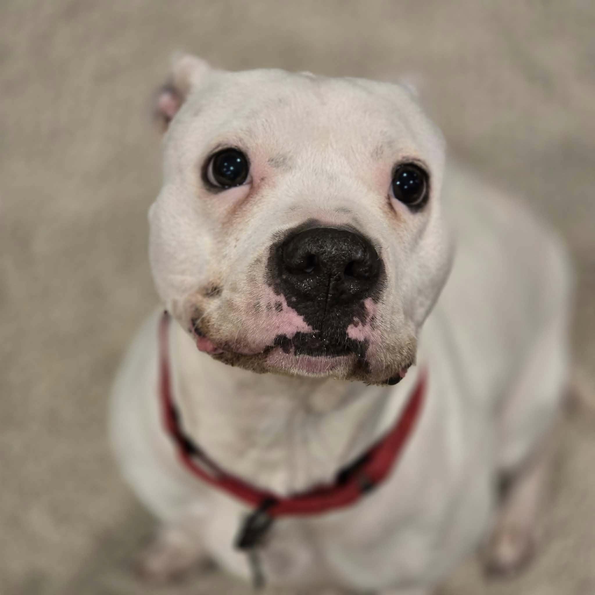 Almond! , a ADOPTABLE mixed breed in Port Huron, MI image 4/5