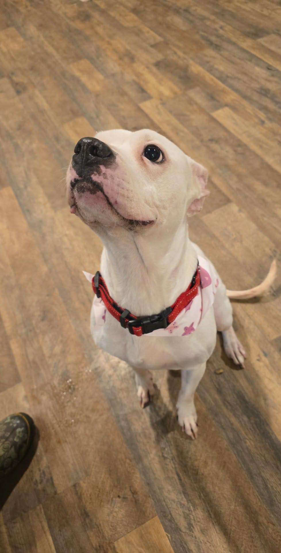 Almond! , a ADOPTABLE mixed breed in Port Huron, MI image 2/5