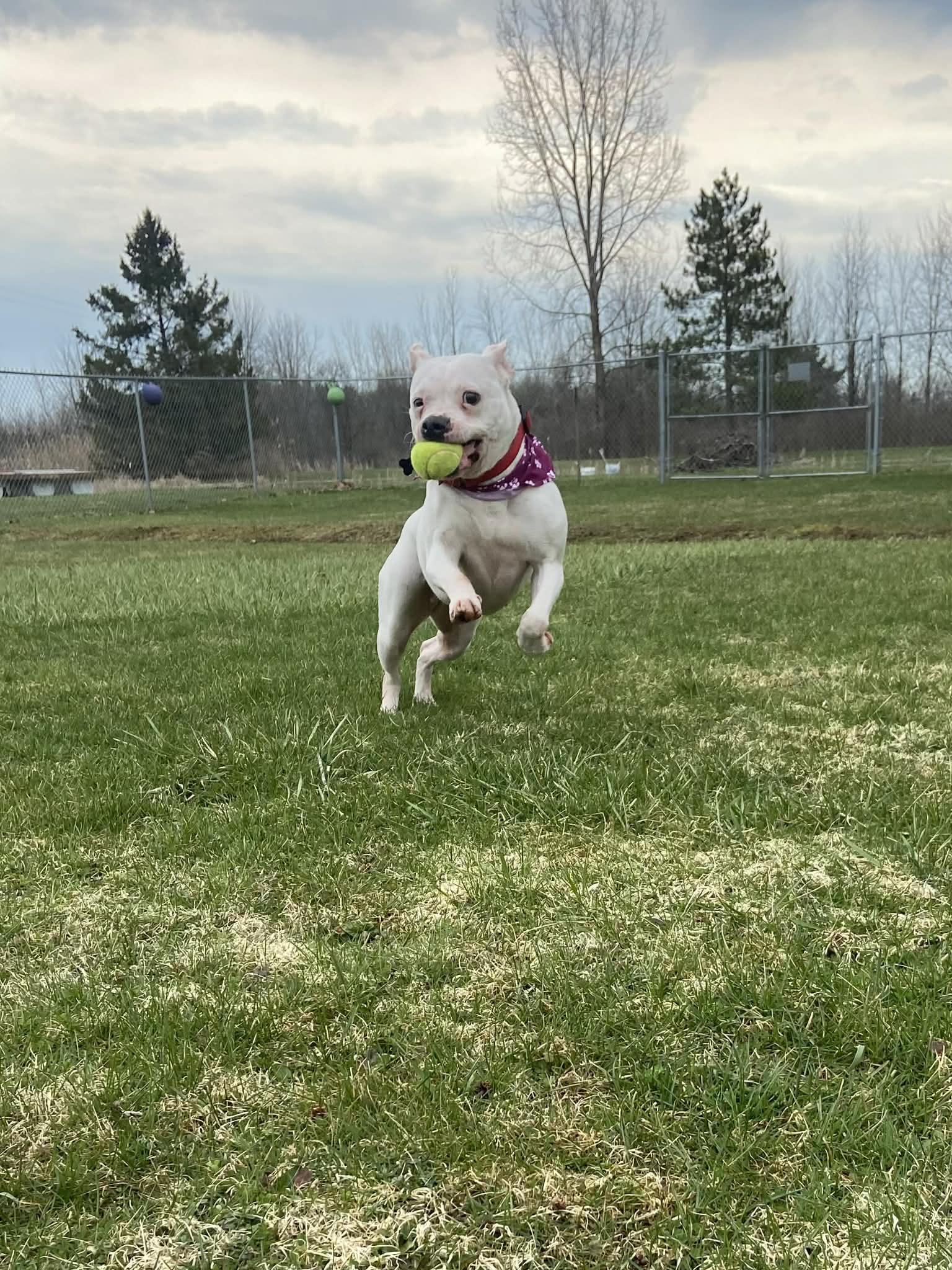 Enlarge Almond! , a ADOPTABLE mixed breed in Port Huron, MI image 5/5