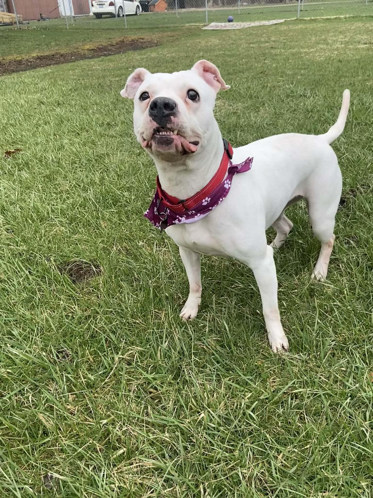 Enlarge Almond! , a ADOPTABLE mixed breed in Port Huron, MI image 1/5