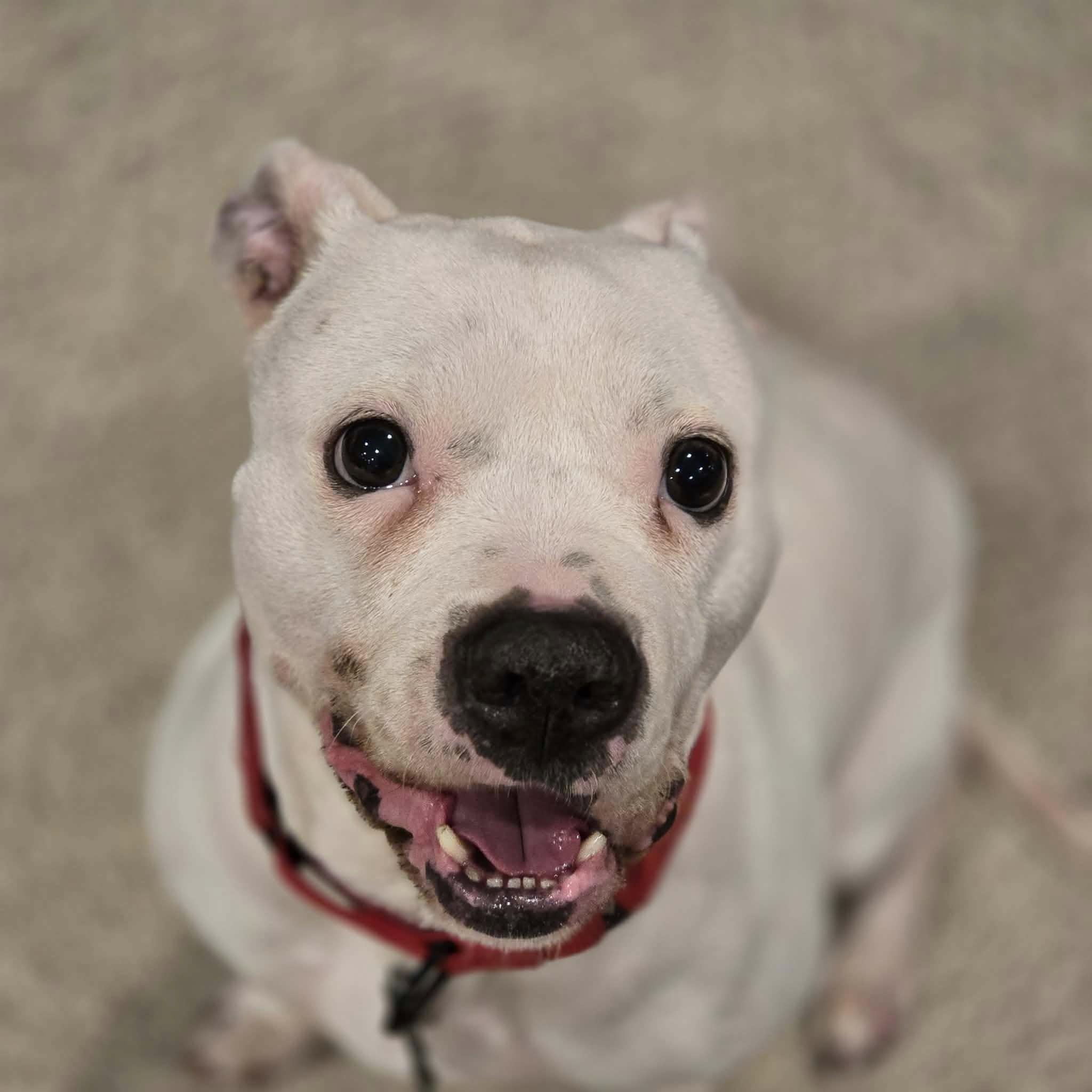 Almond! , a ADOPTABLE mixed breed in Port Huron, MI image 3/5