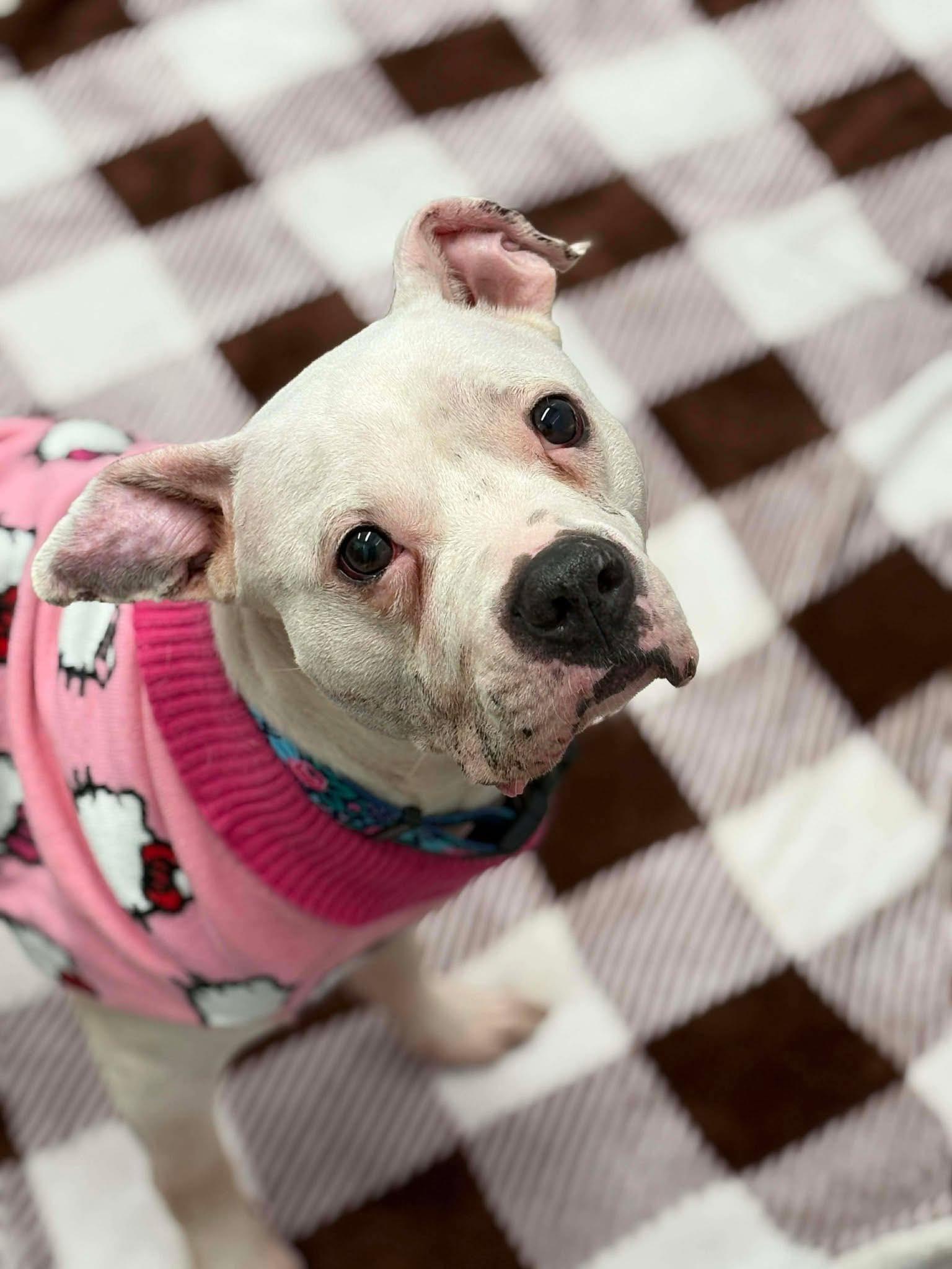 Almond! , a ADOPTABLE mixed breed in Port Huron, MI image 1/5