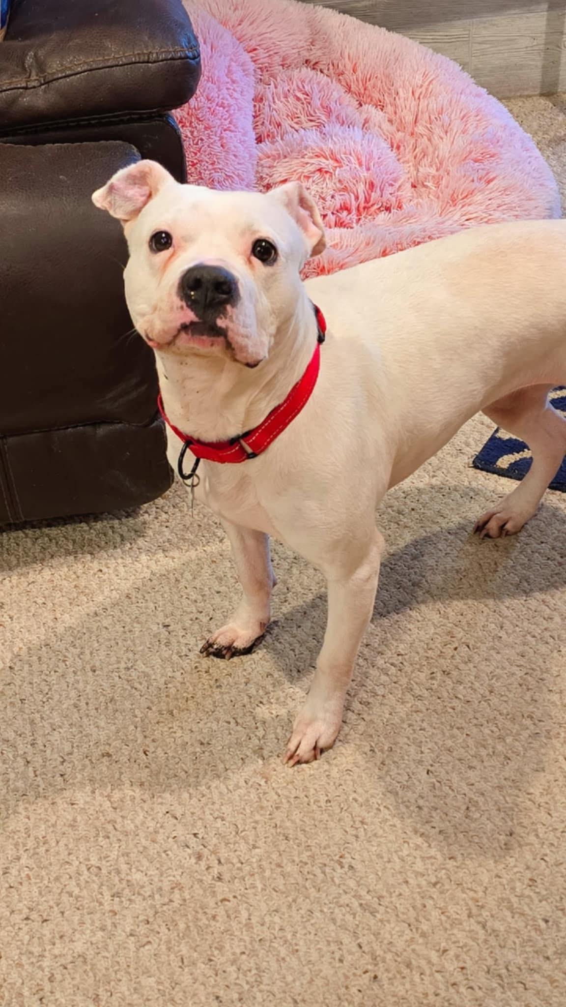 Almond! , a ADOPTABLE mixed breed in Port Huron, MI image 5/5