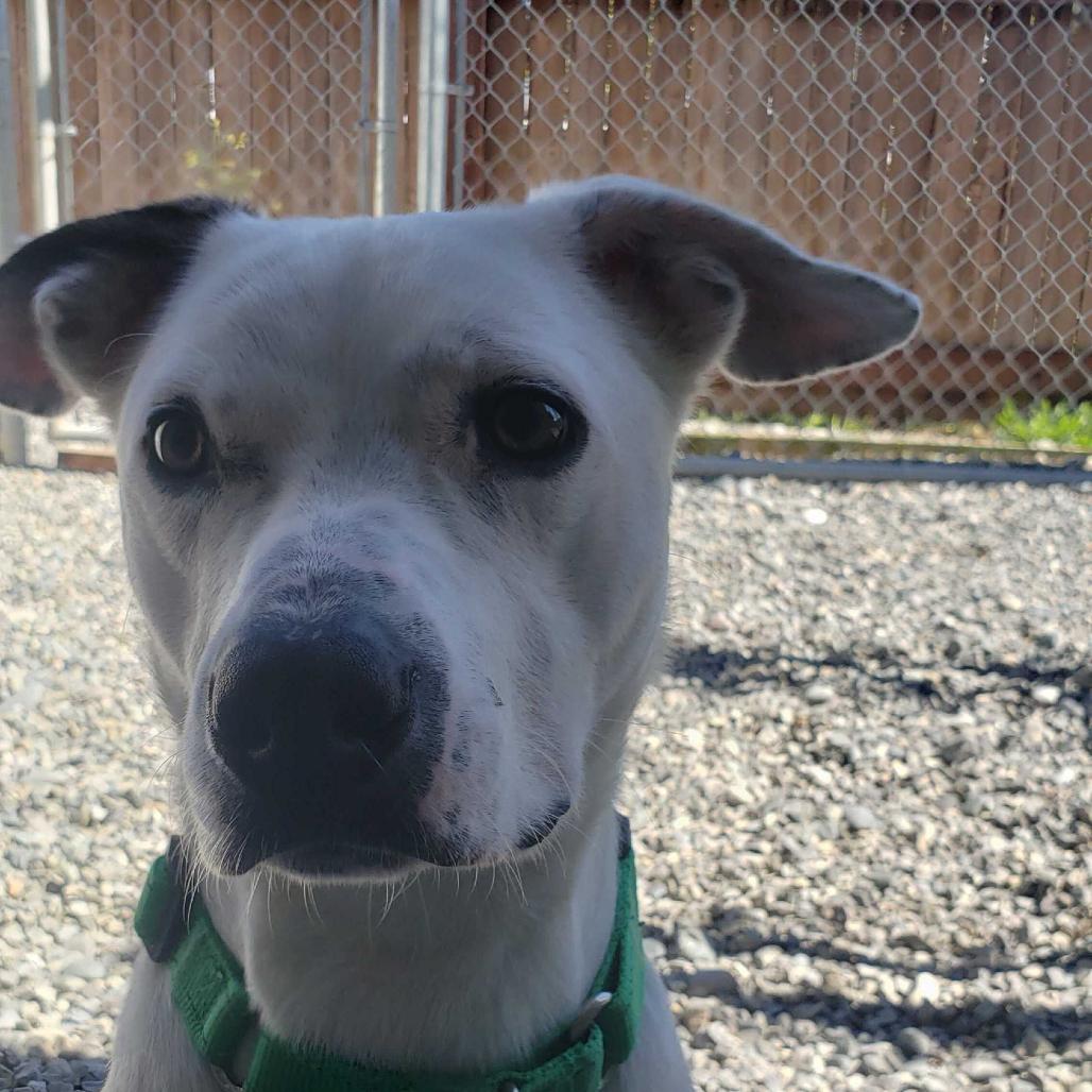 Pickles, Adoptable, Young Male Mixed Breed.