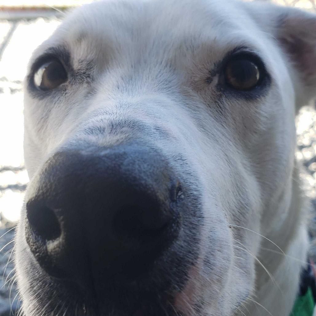 Enlarge Pickles, a Adoptable Mixed Breed in Port Angeles, WA image 2/5