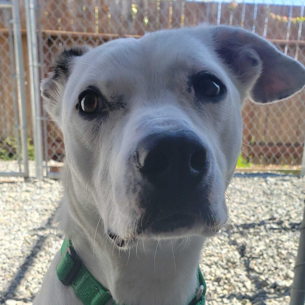 Enlarge Pickles, a Adoptable Mixed Breed in Port Angeles, WA image 4/5
