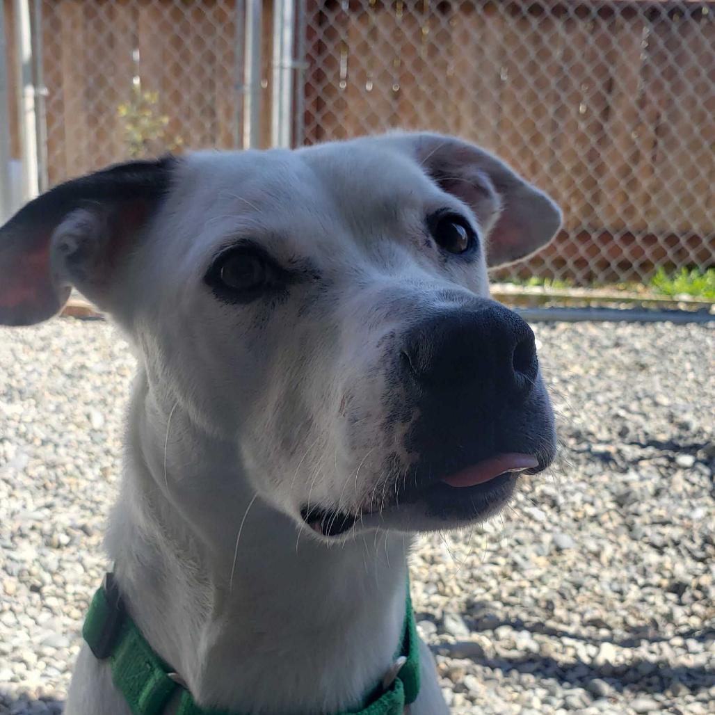 Enlarge Pickles, a Adoptable Mixed Breed in Port Angeles, WA image 5/5