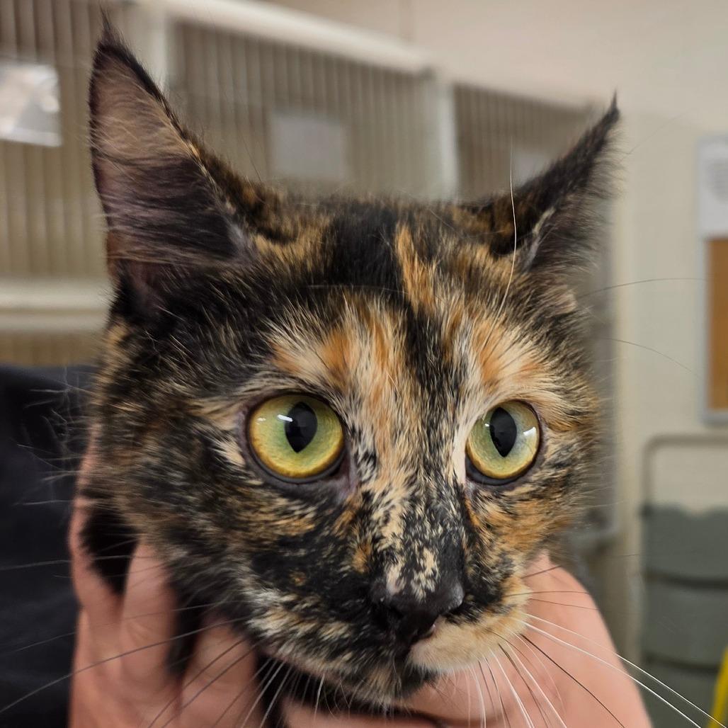 Truffles, Adoptable, Young Female Domestic Short Hair.