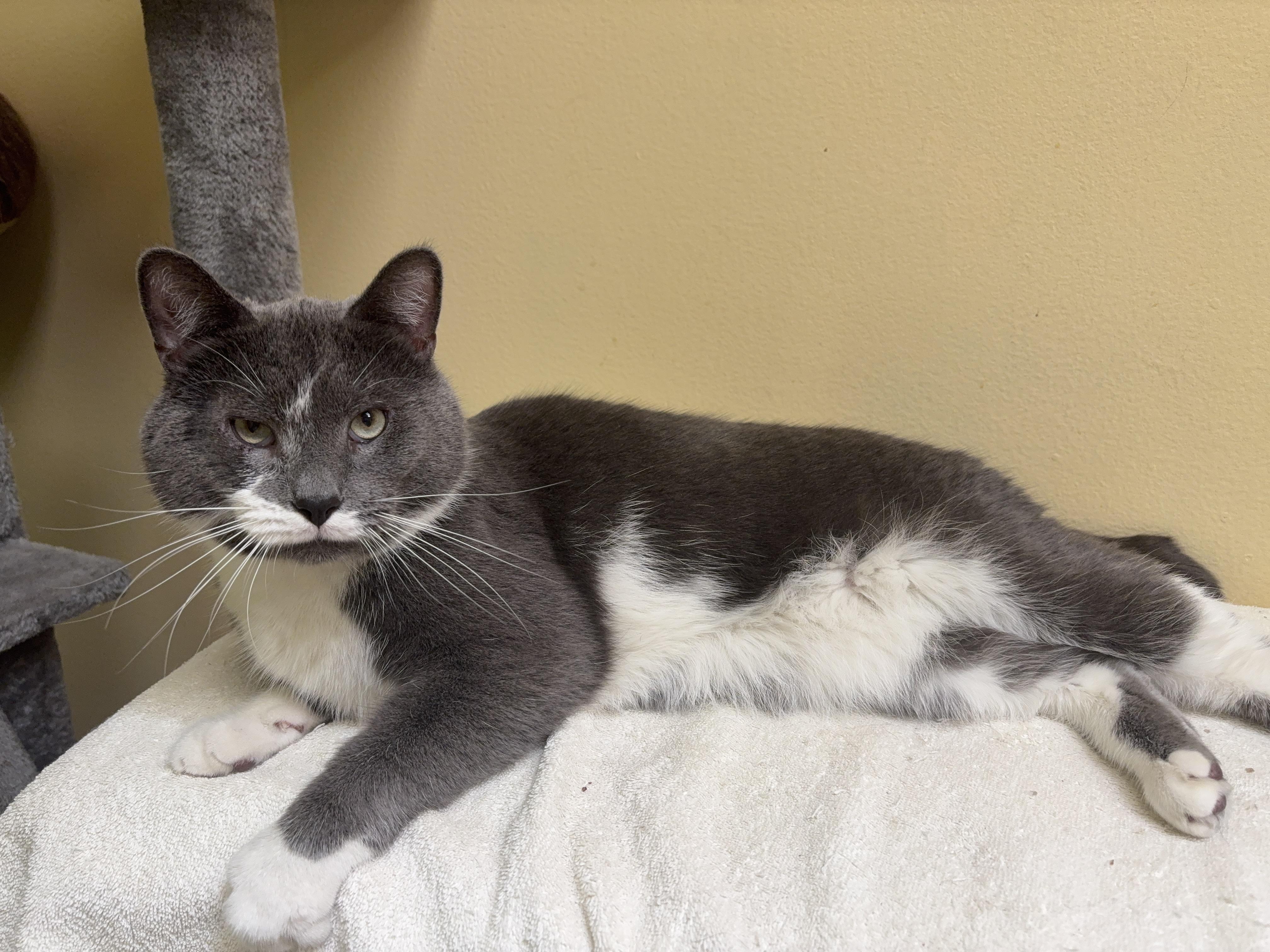 Bobo, a ADOPTABLE Domestic Short Hair in Norwalk, CT image 3/4
