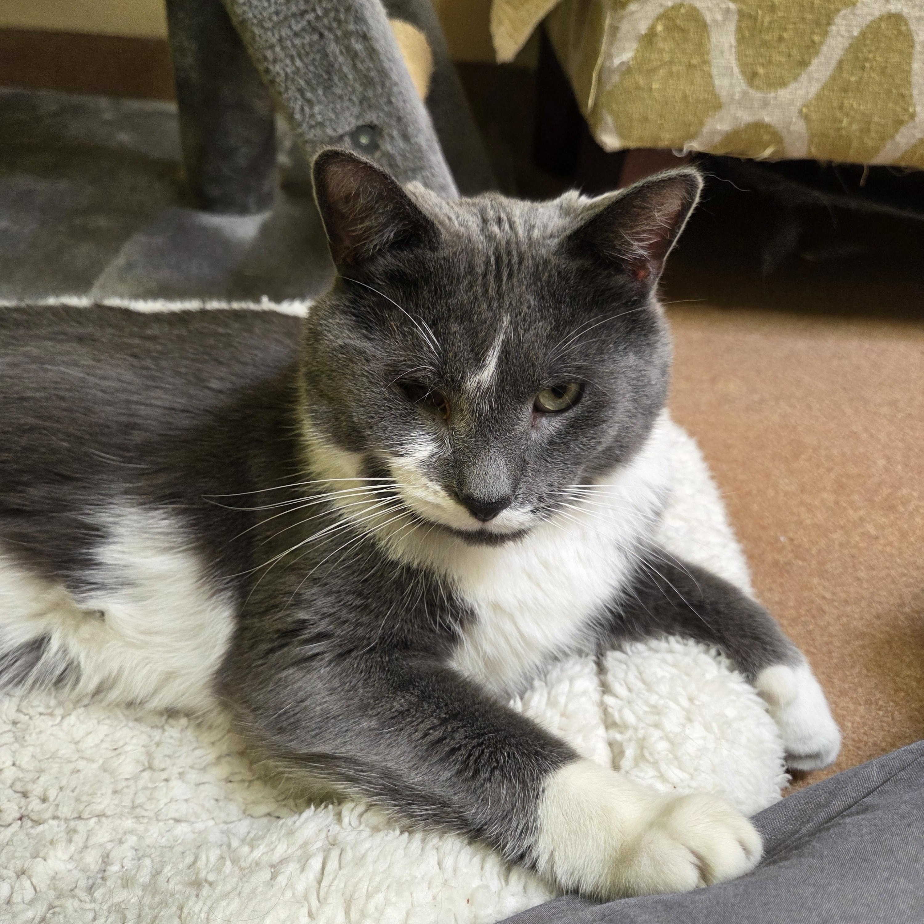 Bobo, a ADOPTABLE Domestic Short Hair in Norwalk, CT image 4/4