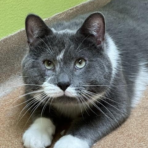 Bobo, a ADOPTABLE Domestic Short Hair in Norwalk, CT image 2/4