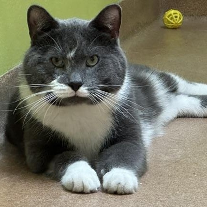 Bobo, a ADOPTABLE Domestic Short Hair in Norwalk, CT image 1/4
