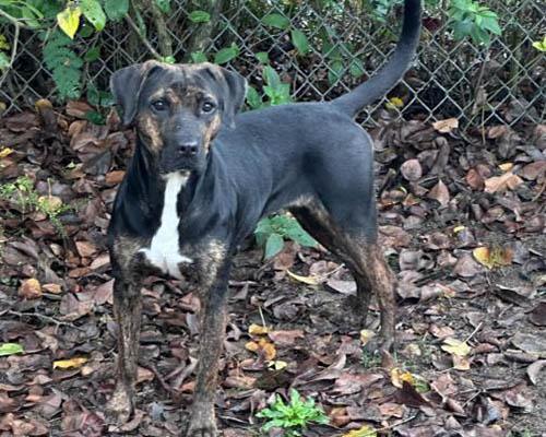 Chrissy, a Adoptable mixed breed in Lake Wylie, SC image 4/6