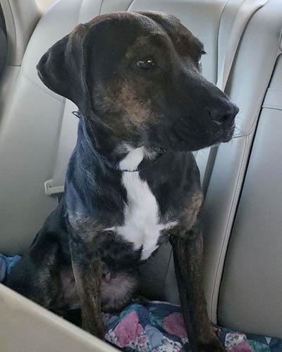 Chrissy, a Adoptable mixed breed in Lake Wylie, SC image 5/6