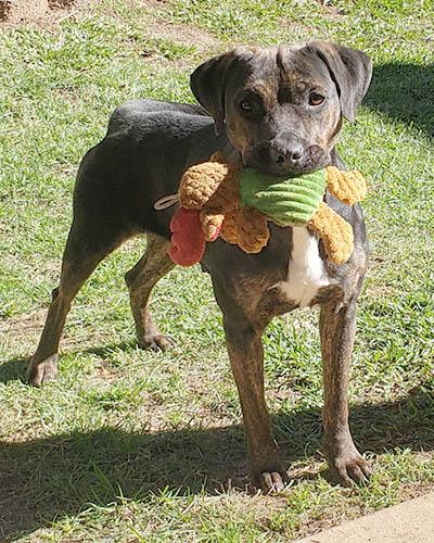 Chrissy, a Adoptable mixed breed in Lake Wylie, SC image 3/6