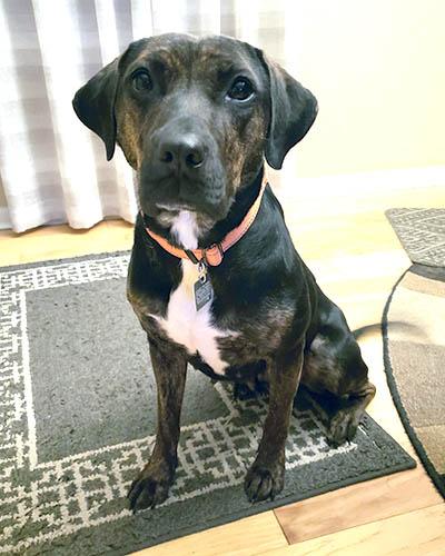 Chrissy, a Adoptable mixed breed in Lake Wylie, SC image 6/6