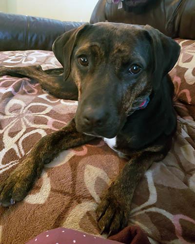 Chrissy, a Adoptable mixed breed in Lake Wylie, SC image 2/6