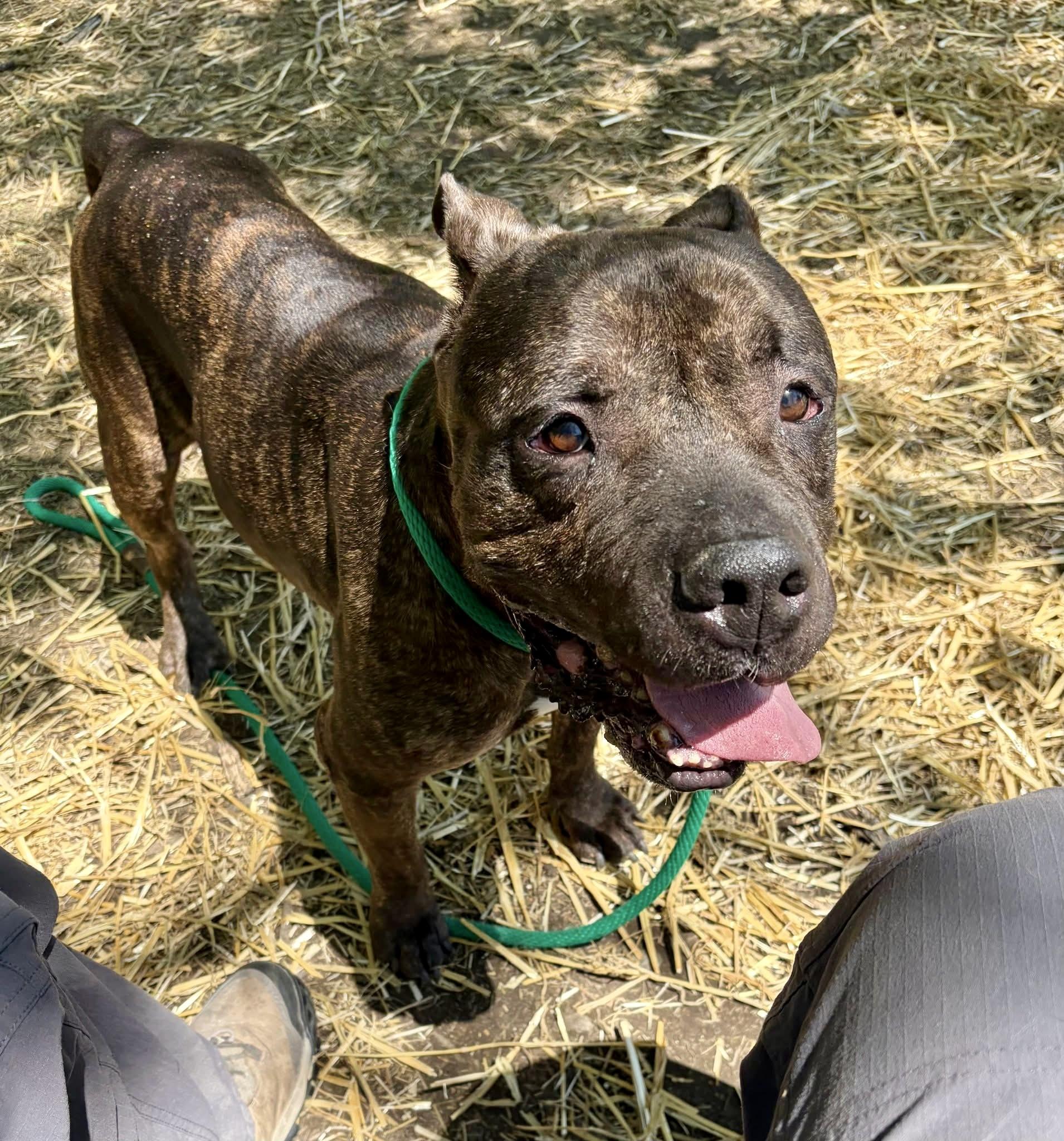 Enlarge Trout, an adopted Pit Bull Terrier in Chicago, IL image 1/5