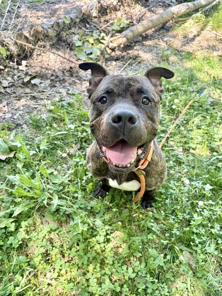 Enlarge Trout, an adopted Pit Bull Terrier in Chicago, IL image 2/5