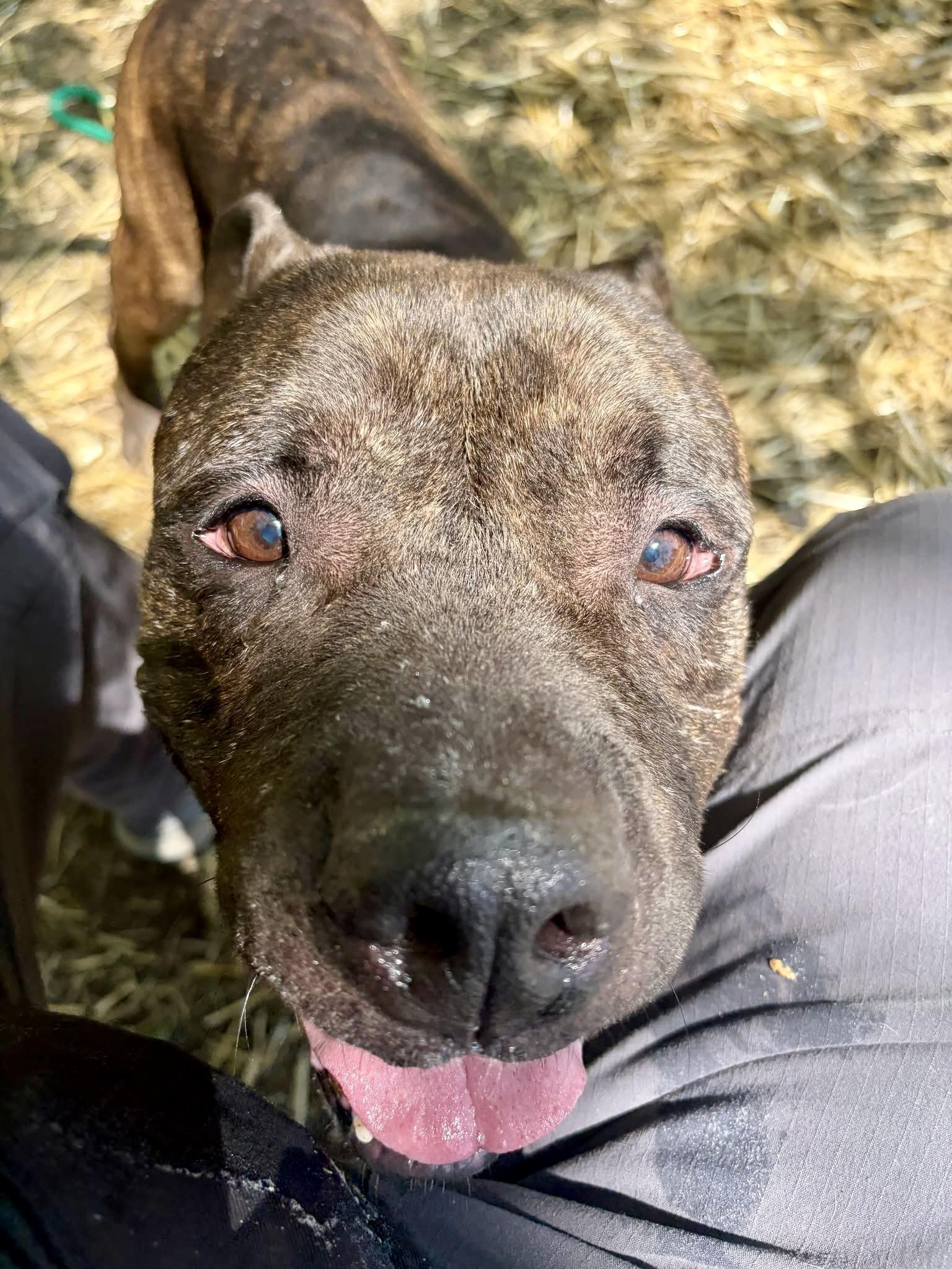 Enlarge Trout, an adopted Pit Bull Terrier in Chicago, IL image 3/5