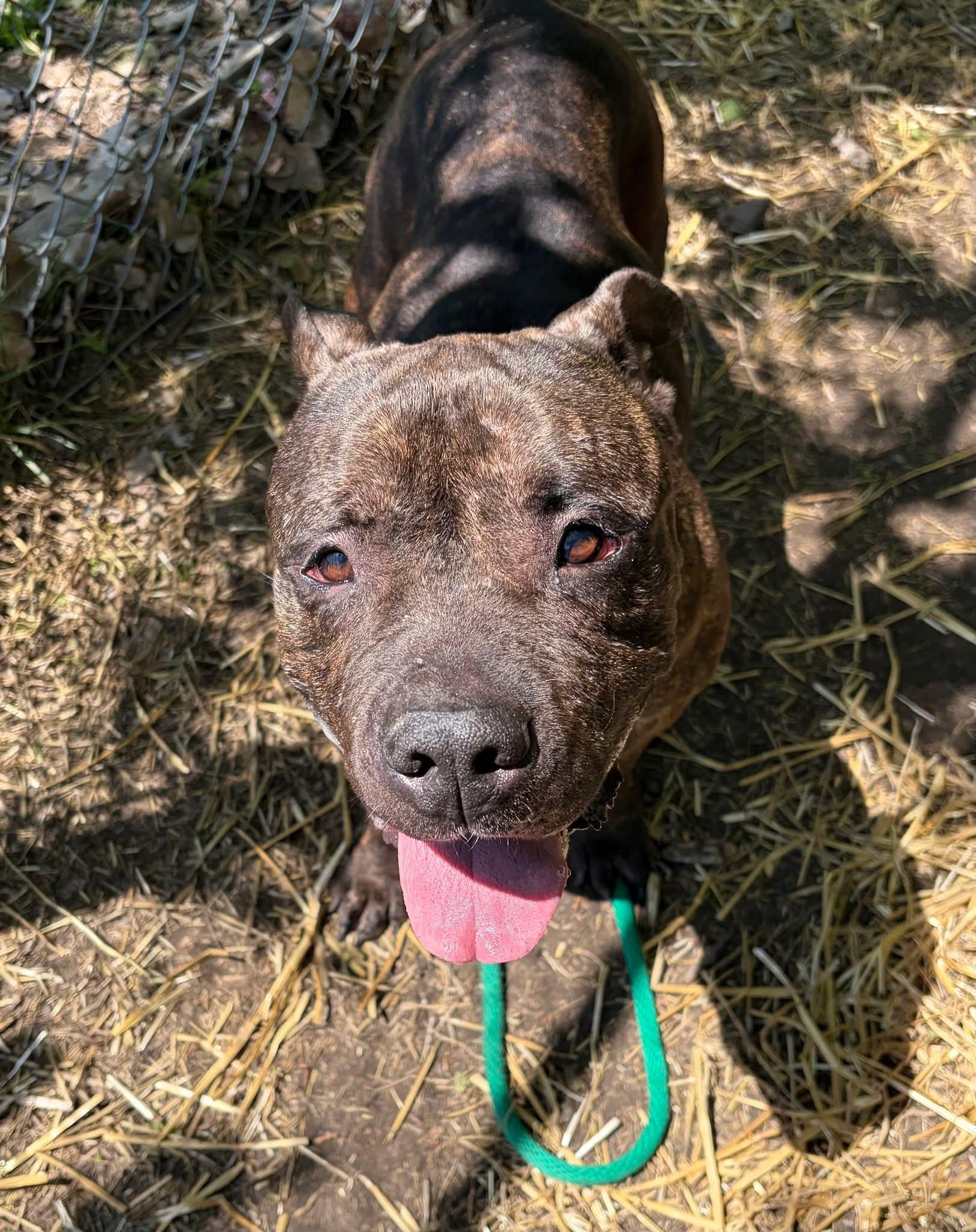 Enlarge Trout, an adopted Pit Bull Terrier in Chicago, IL image 4/5