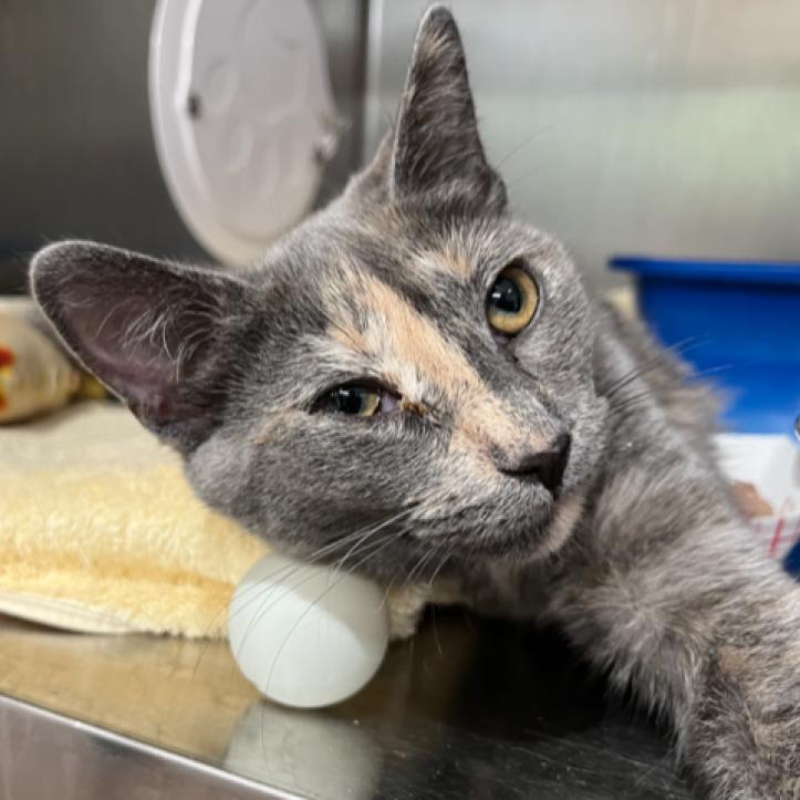 Luna (fka Jansport) — thumbnail 2