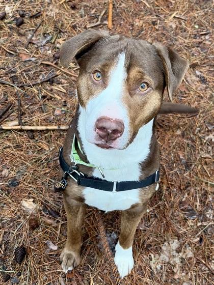 Enlarge Chauncy, a ADOPTABLE Mixed Breed in Westbrook, ME image 3/3