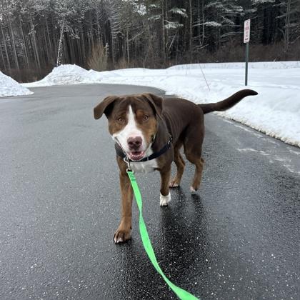 Enlarge Chauncy, a ADOPTABLE Mixed Breed in Westbrook, ME image 1/3