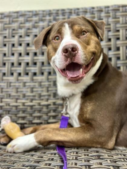 Enlarge Chauncy, a ADOPTABLE Mixed Breed in Westbrook, ME image 2/3