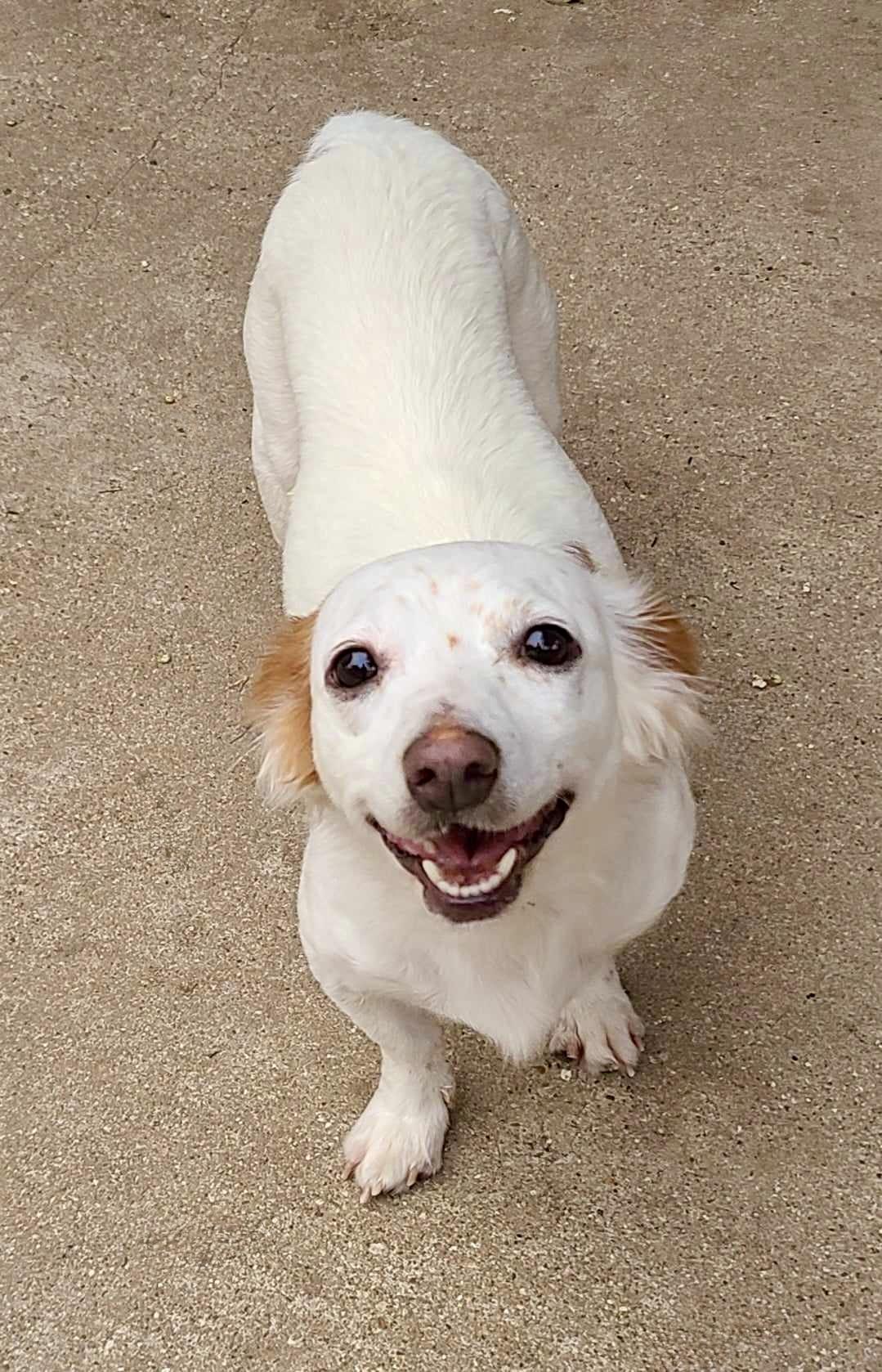 AVERY, a Adoptable mixed breed in Grand Prairie, TX image 1/4