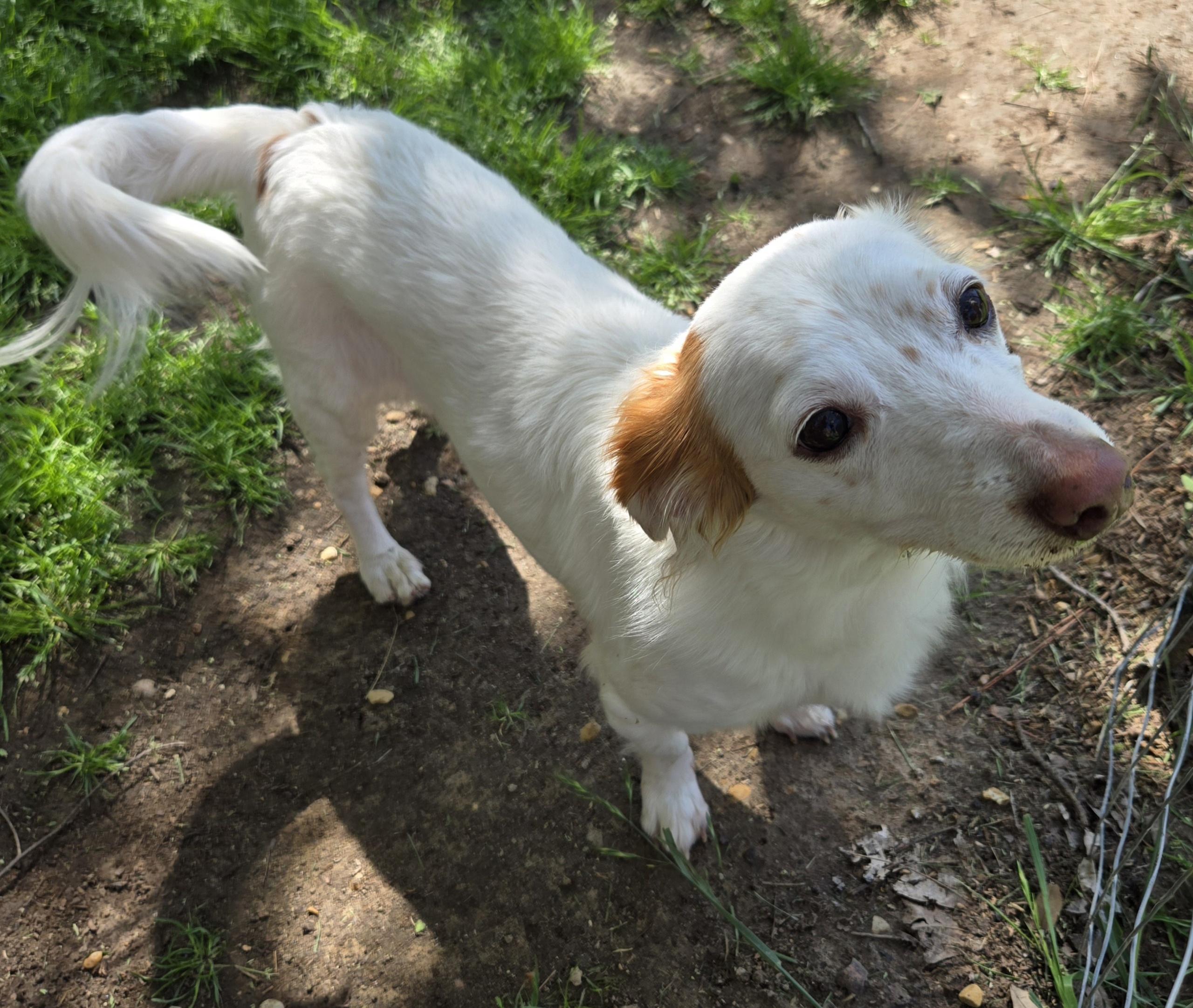 AVERY, a Adoptable mixed breed in Grand Prairie, TX image 2/4