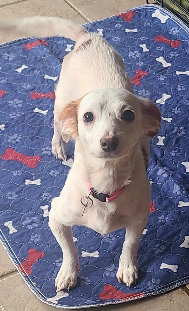 AVERY, a Adoptable mixed breed in Grand Prairie, TX image 3/4