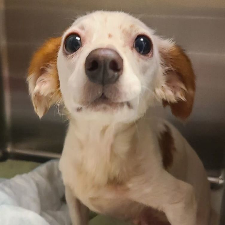 AVERY, a Adoptable mixed breed in Grand Prairie, TX image 4/4