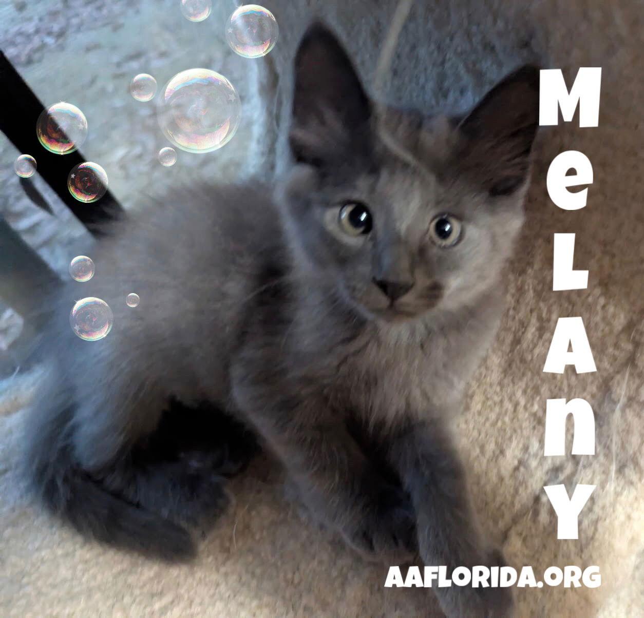 Melany-Luna, Adopted, Young Female Russian Blue & Domestic Medium Hair.