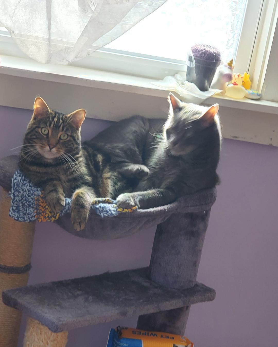 Branson & J.J. Rich - BONDED BROTHERS!