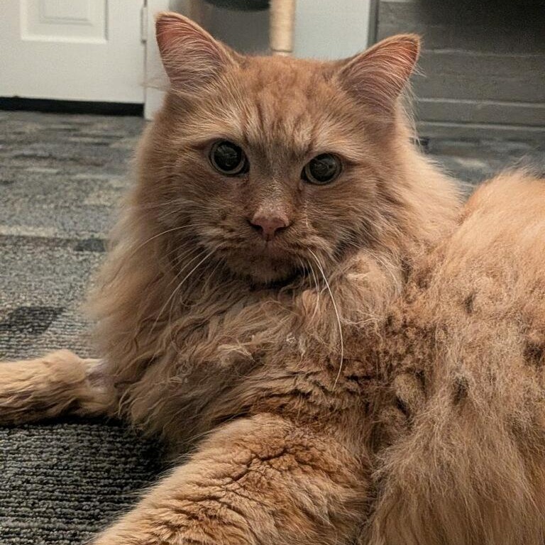 Enlarge Cheese, an adopted Domestic Long Hair in Rockford, MI image 1/6