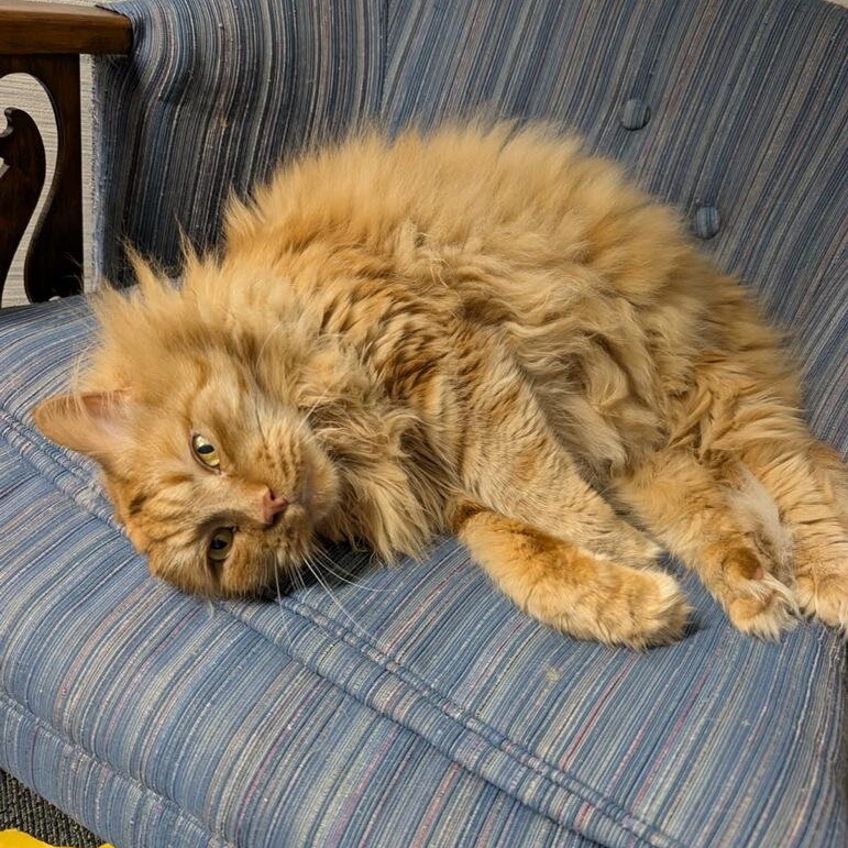 Enlarge Cheese, an adopted Domestic Long Hair in Rockford, MI image 2/6