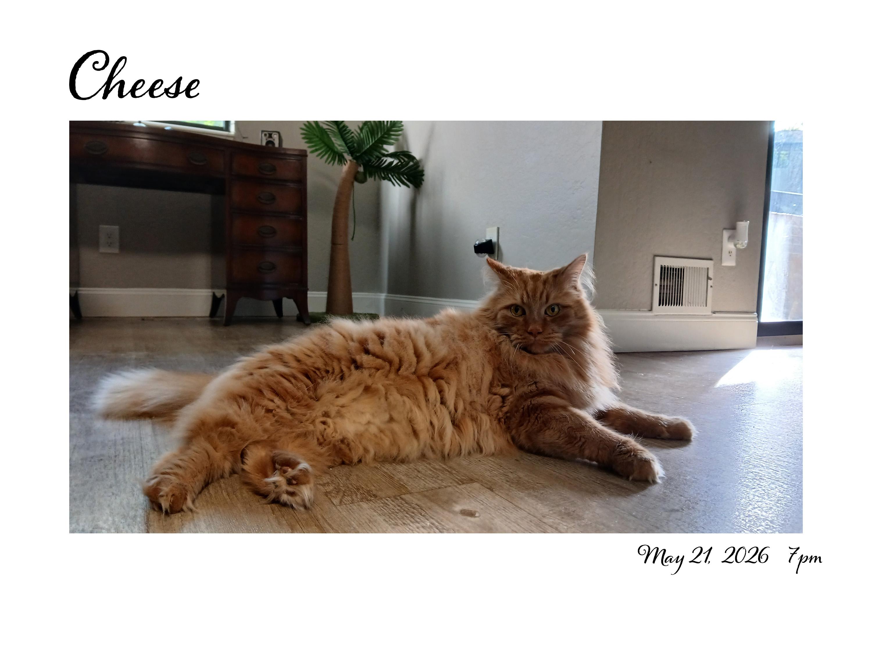 Enlarge Cheese, a ADOPTABLE mixed breed in Rockford, MI image 1/4